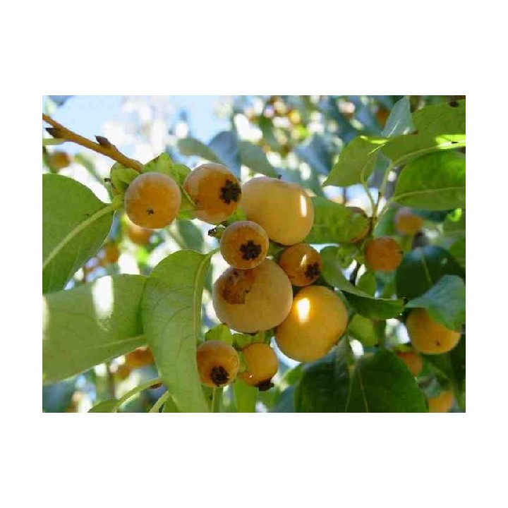 Diospyros lotus - Sobre 8 semillas
