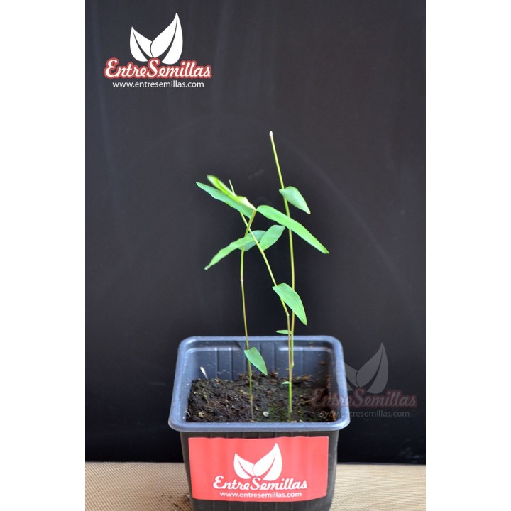 Bambú de hierro - planta