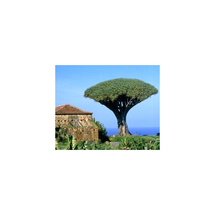 Drago de Canarias