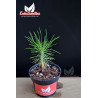 Pino negro Japonés / Pinus Thunbergii - Sobre 15 semillas