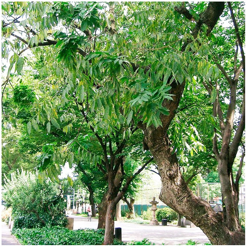Árvore do Sabão - Sementes