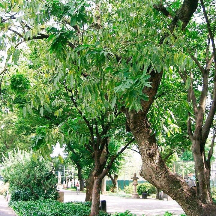 Sementes de Árvore do Sabão (Sapindus mukorossi)