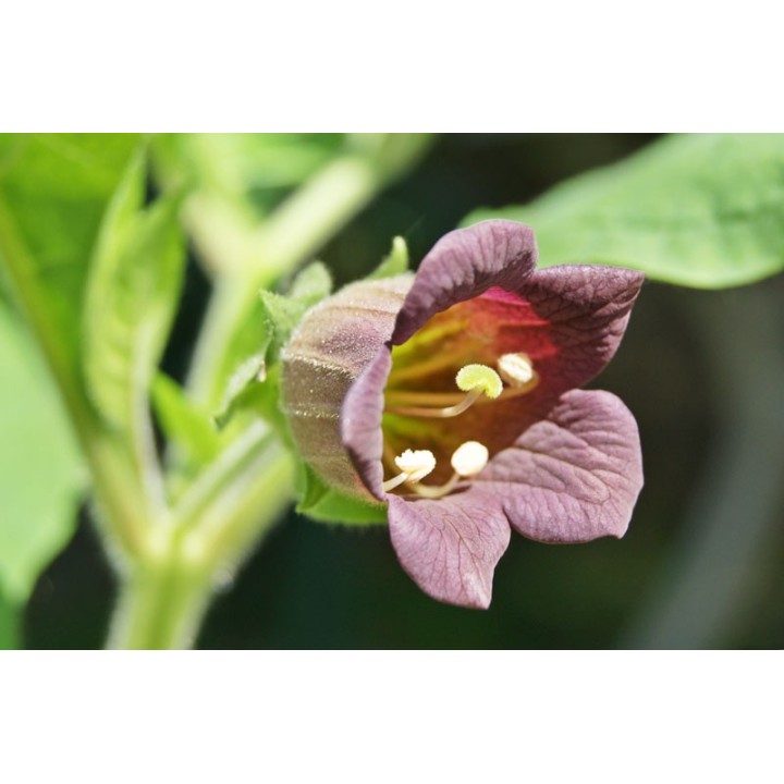 semillas estratificadas de atropa belladonna belladona