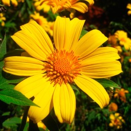 Tithonia diversifolia - Sementes