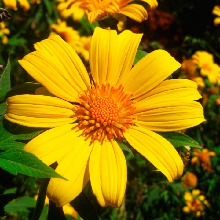 Tithonia diversifolia - Sementes