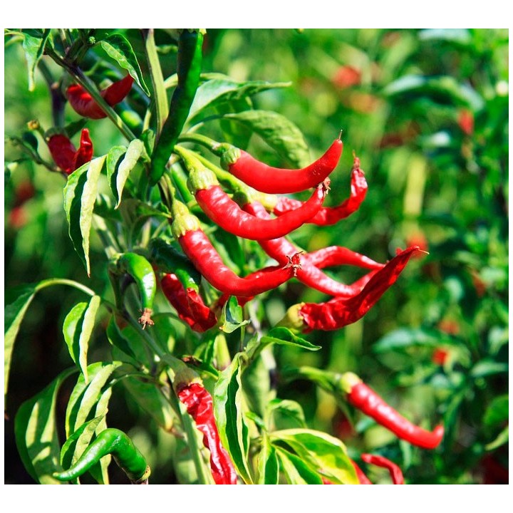Pimiento 'Chile de Árbol' - Sobre 20 semillas