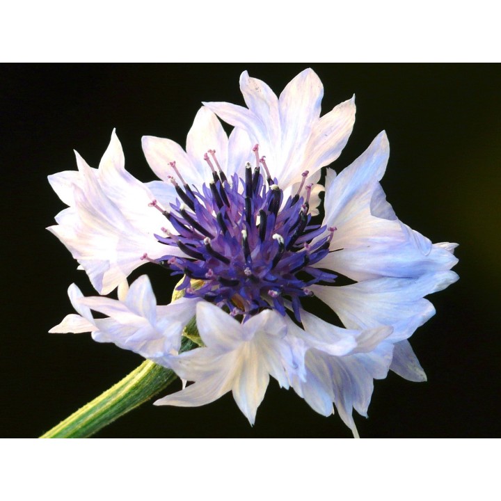 Sementes de Centaura cyanus branco ou azulejo branco