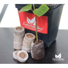 jiffy peat pellets peles para semear discos de 44 mm
