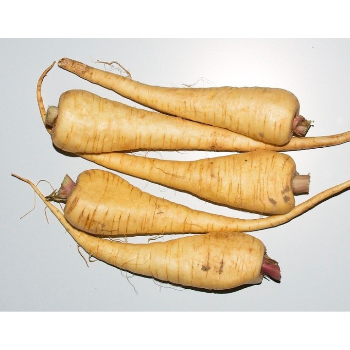 Sementes de Chirivía (Pastinaca sativa) planta de raízes vegetais