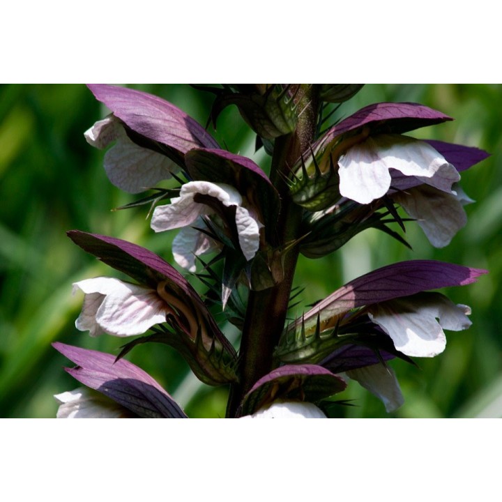 Acanto - 1 PLANTA