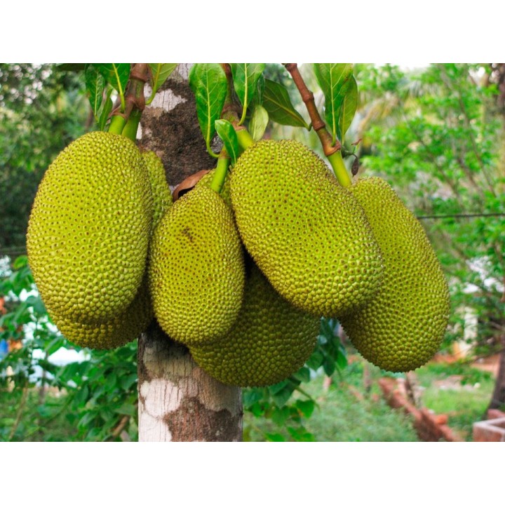 Artocarpus heterophyllus planta