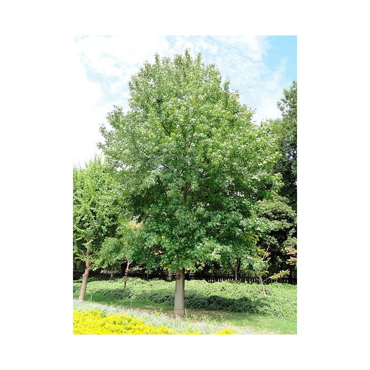 Sementes de Liquidambar americano (Liquidambar styraciflua)