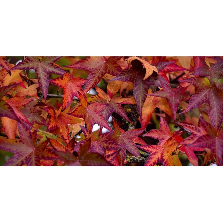 Sementes de Liquidambar americano (Liquidambar styraciflua)