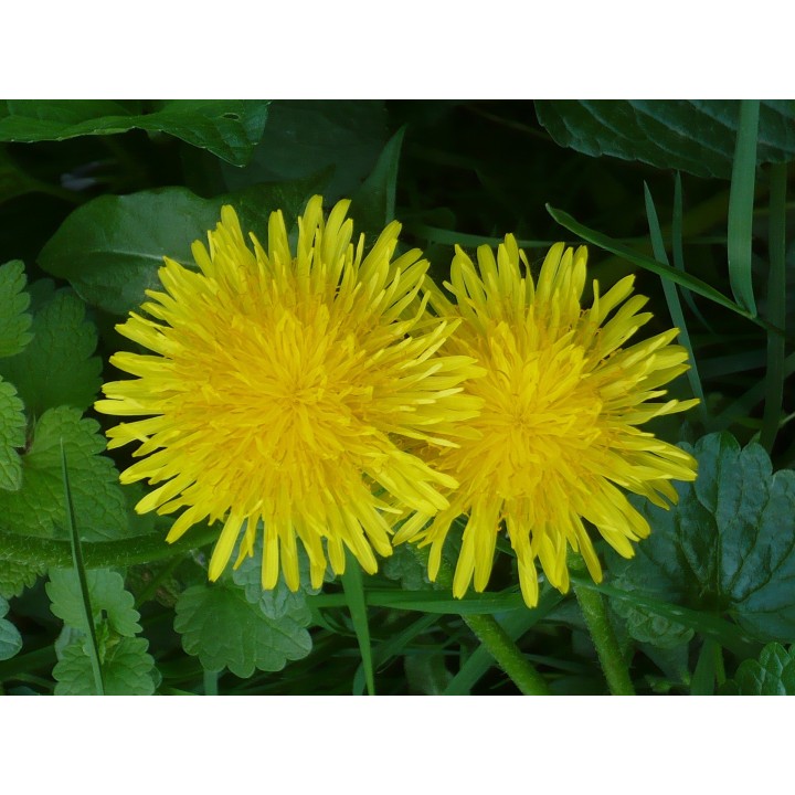 Sementes de Dente de leão (Taraxacum officinale) planta medicinal