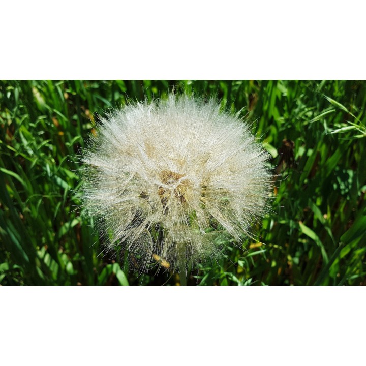Sementes de Dente de leão (Taraxacum officinale) planta medicinal