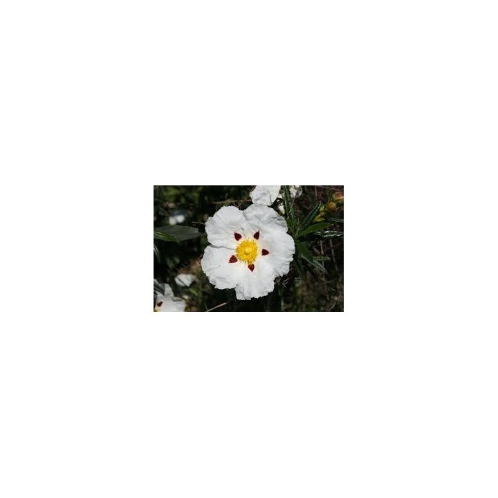 Sementes de Esteva ou Ládano (Cistus ladanifer) grande planta de flor branca