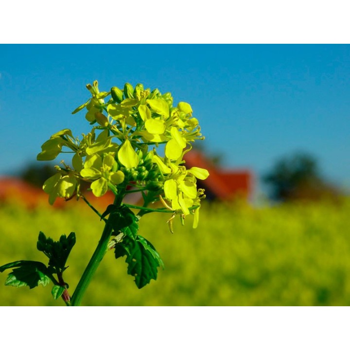 Sementes de Mostarda branca (Sinapis alba) tempero de plantas culinárias