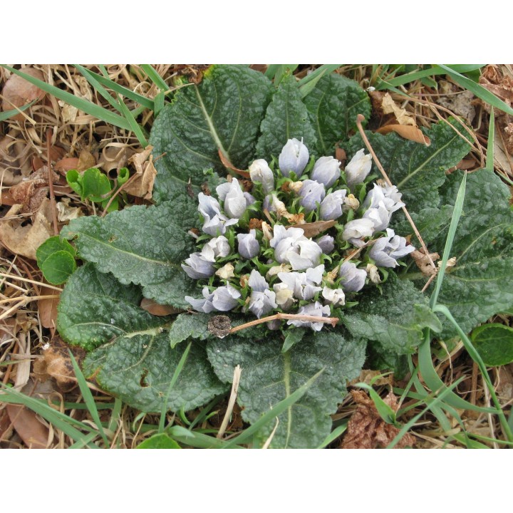 Sementes de Mandrágora, planta medicinal rara mandragora autumnalis