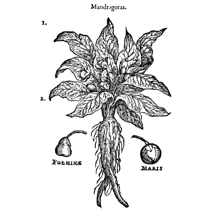 Sementes de Mandrágora, planta medicinal rara mandragora autumnalis