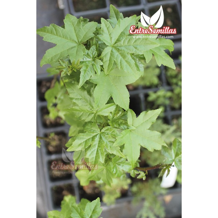 Sementes de Liquidambar americano (Liquidambar styraciflua)