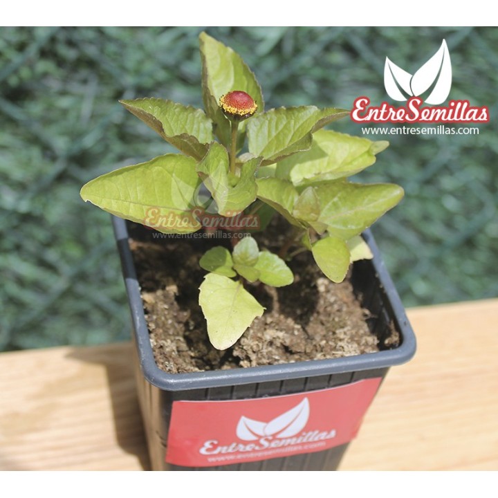 Flor eléctrica (Flor Roja) - planta