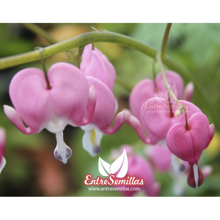 Bulbo de flor del corazon dicentra spectabilis forma amor seeds