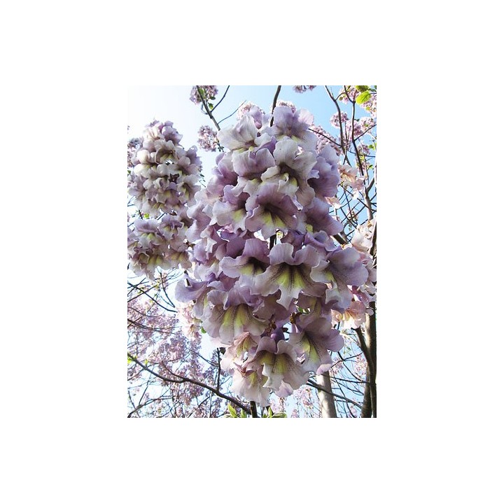 Paulownia elongata
