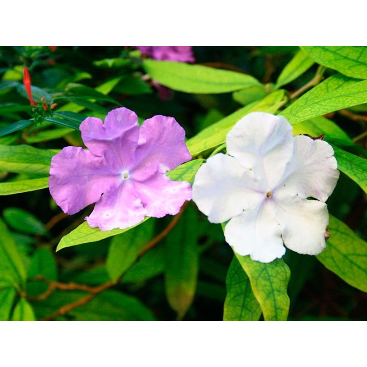 semillas de brunfelsia pauciflora arbusto flores perfumadas