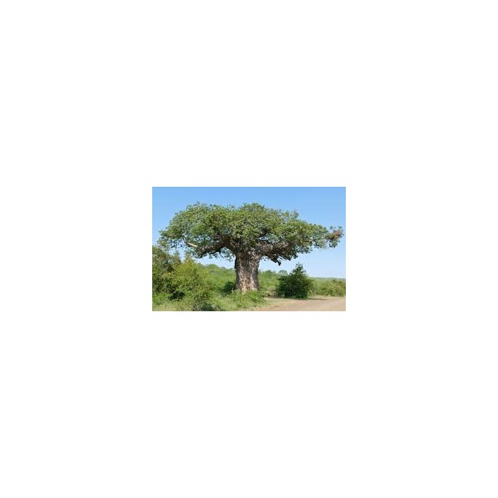 planta de baobab adansonia digitata