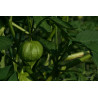 Tomatillo verde mexicano - Sobre 10 semillas