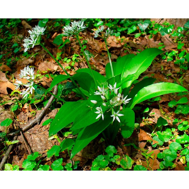 Sementes de Alho de urso (Allium ursinum)