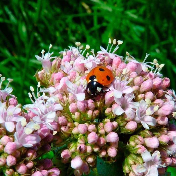 Sementes de Valeriana (Valeriana officinalis) uma planta medicinal