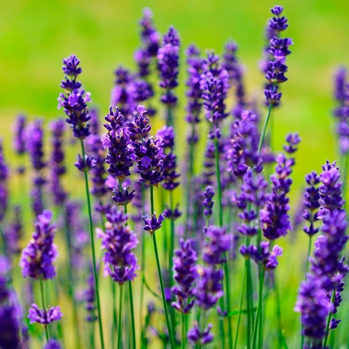 Lavanda - Sementes