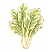 Acelga