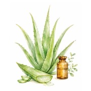 Sementes de plantas medicinais