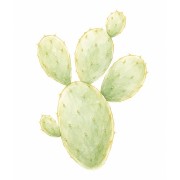 Cactos