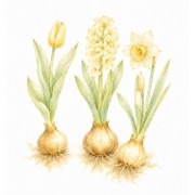 Sementes de Plantas Bulbosas