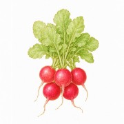 Rabanetes