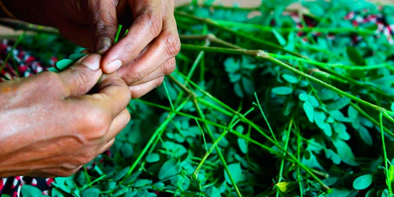 Buy Moringa oleifera plant