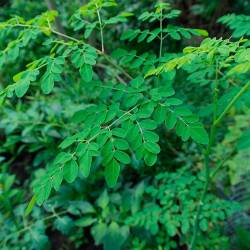 Moringa oleifera
