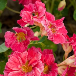 Capuchinha 'Cherry Rose'