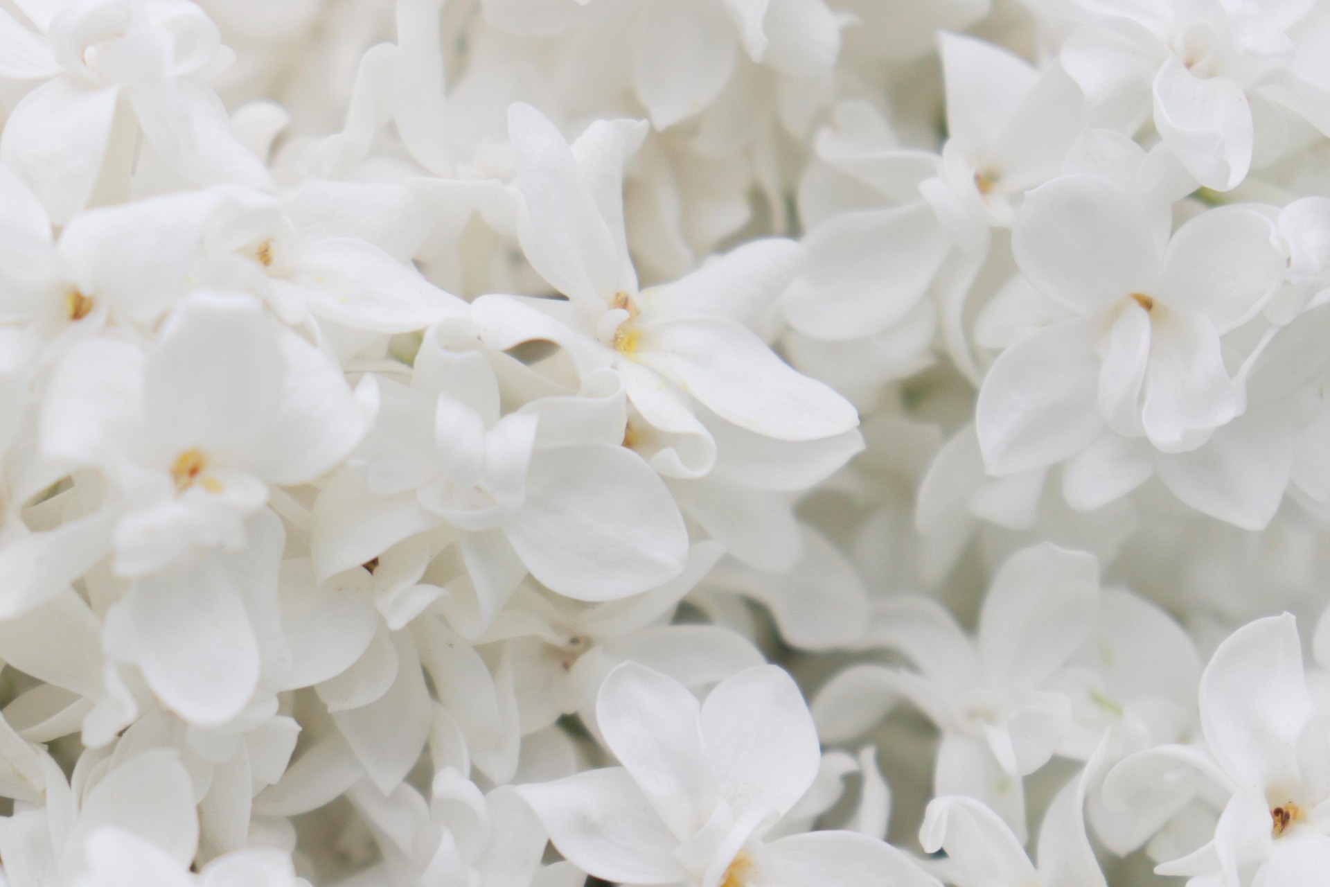 Flores brancas