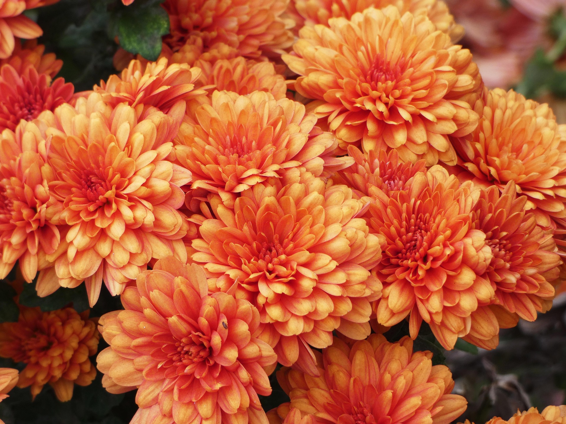 Flores laranjas